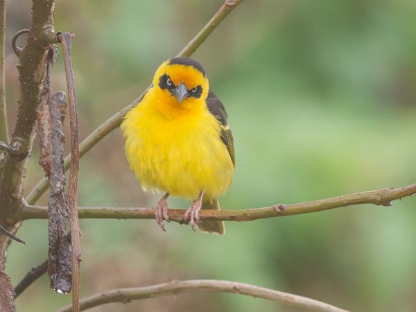 <h3><a href="/trips/tanzania/biota/animalia/chordata/aves/040 passeriformes/114 ploceidae/ploceus baglafecht/ploceus baglafecht-nl.html">Ploceus&nbsp;baglafecht</a> / Baglafecht&nbsp;weaver / Baglafechtwever</h3>OM-1 Mark II met OLYMPUS M.150-400mm F4.5, 1/2000 sec  bij F5.0, ISO 3200, afstand 14.0&nbsp;m